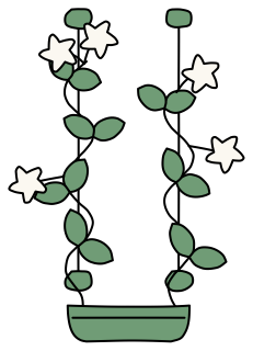 Star Jasmine from the Green Walls shape library