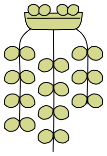 Creeping Jenny from the Green Walls shape library