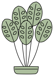 Calathea from the Green Walls shape library