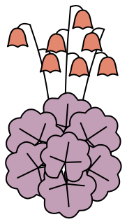 Coral Bells from the Green Walls shape library