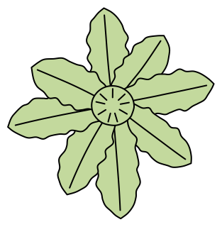 Bird's Nest Fern from the Green Walls shape library