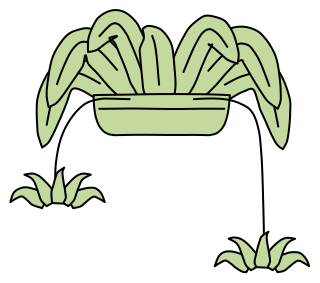Spider Plant from the Green Walls shape library