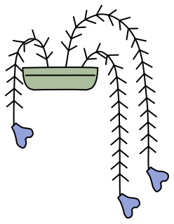 Prostrate Rosemary from the Green Walls shape library