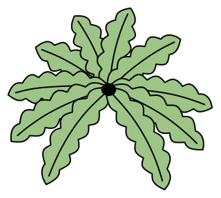 Boston Fern from the Green Walls shape library