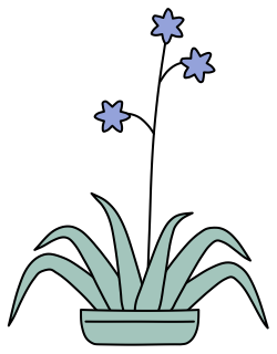 Flax Lily from the Green Walls shape library