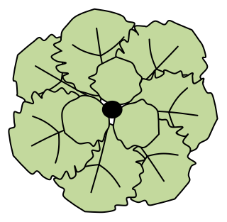 Loose-leaf Lettuce from the Green Walls shape library