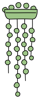 String of Pearls from the Green Walls shape library