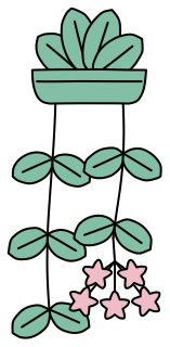 Hoya from the Green Walls shape library