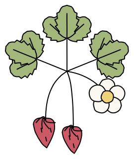 Strawberry from the Green Walls shape library