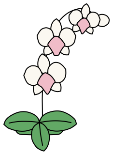 Moth Orchid from the Green Walls shape library