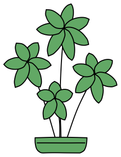 Dwarf Umbrella Tree from the Green Walls shape library