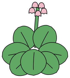 Elephant's Ears from the Green Walls shape library