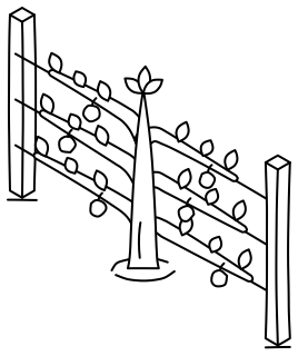 Espalier Fruit Tree from the Regenerative Farm Isometric shape library