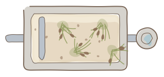 Greywater Reed Bed from the Regenerative Farm Plan (Watercolor) shape library