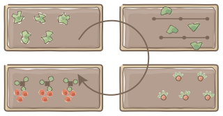 Crop Rotation Beds from the Regenerative Farm Plan (Watercolor) shape library