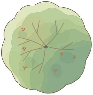 Nut Tree from the Regenerative Farm Plan (Watercolor) shape library