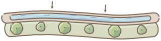 Swale from the Regenerative Farm Plan (Watercolor) shape library