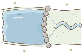 Leaky Weir from the Regenerative Farm Plan (Watercolor) shape library