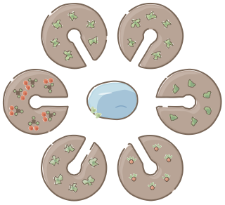 Mandala Garden from the Regenerative Farm Plan (Watercolor) shape library