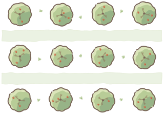 Orchard Layout from the Regenerative Farm Plan (Watercolor) shape library