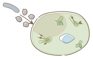 Rain Garden from the Regenerative Farm Plan (Watercolor) shape library