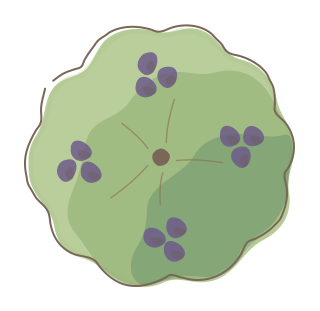 Berry Bush from the Regenerative Farm Plan (Watercolor) shape library