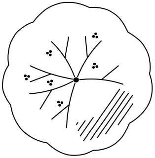 Nut Tree from the Regenerative Farm Plan shape library